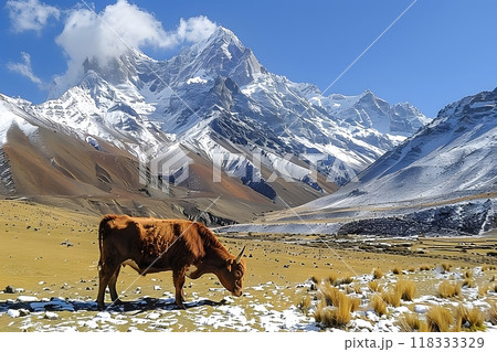 Mountain Landscape with Grazing Cow and Snow-Capped Peaks - Nature and Wildlife Photography Generative AI 118333329