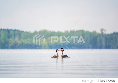 Mating games of two water birds Great Crested Grebes. Two waterfowl birds Great Crested Grebes swim in the lake with heart shaped silhouette 118517250