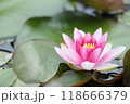 水面に浮かぶ赤い睡蓮の花 118666379