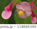 桃色に可愛いらしく咲くシュウカイドウの花【クローズアップ】 118666389