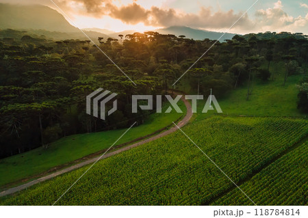 Aerial view of a rural area with field and mountains with araucaria trees in Brazil 118784814