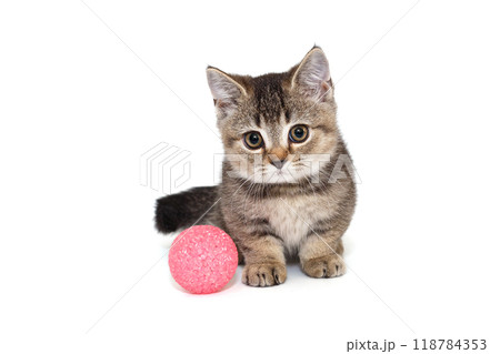 Grey striped Scottish kitten and pink ball 118784353