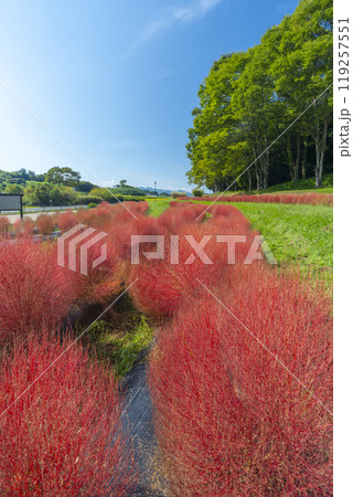 甘樫丘の麓に植えられている赤く色づいたコキア 119257551