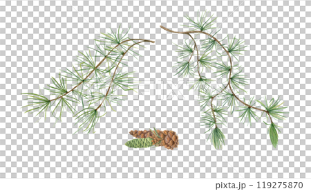 European Larch branch with foliage and green, brown cones watercolor illustration. Christmas pine tree twig with needles. For winter postcard design, Xmas and New Year cards, greetings 119275870