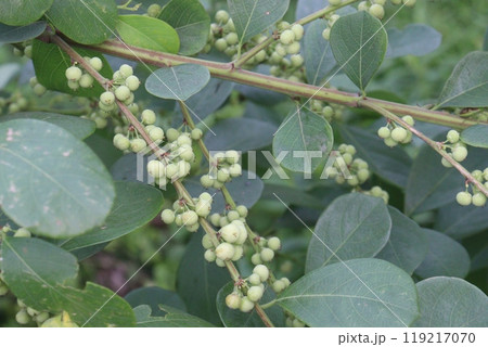 pandharphali gardencia flower plant on forest 119217070