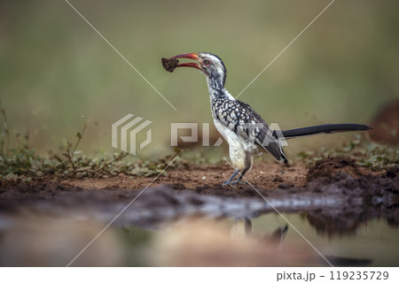 Southern Red billed Hornbill in Kruger National park, South Africa 119235729