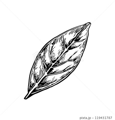 Bay leaf. Vector graphics of fragrant spices. A black and white hand-drawn illustration. On a white background. Great for cooking recipes, menus, posters or stickers. 119431787