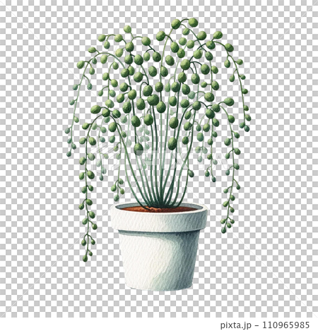 Senecio (String of Pearls, String of Bananas)  in a pot watercolor clipart 110965985