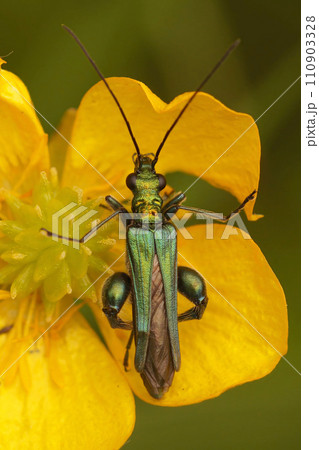 Vertical closeup on a metallic green false or thick-legged flower beetle Oedemera nobilis in a yellow buttercup flower 110903328