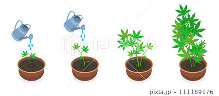 3D Isometric Flat  Conceptual Illustration of Stages Of Cannabis Growth 111189176