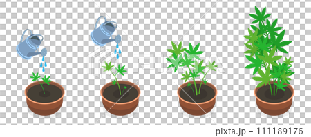 3D Isometric Flat  Conceptual Illustration of Stages Of Cannabis Growth 111189176