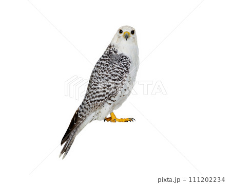 falco rusticolus isolated on white background 111202234