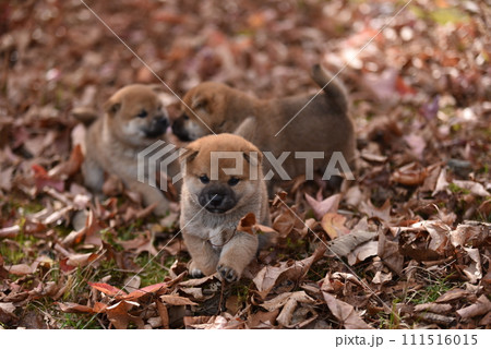 寄り添う三匹の子犬 111516015