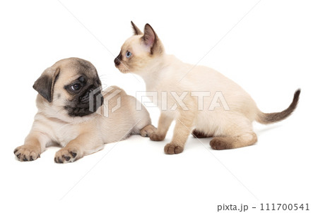 Siamese kitten and a pug puppy 111700541