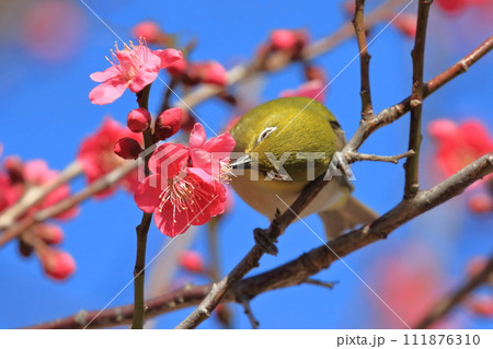 赤い梅「紅千鳥」の密を吸うメジロ 　　 　　　　 111876310