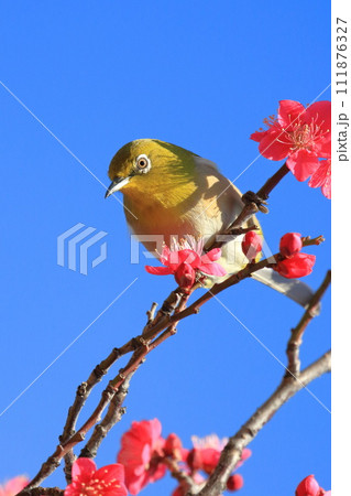 赤い梅「紅千鳥」の密を吸うメジロ 　　 　　　　 111876327