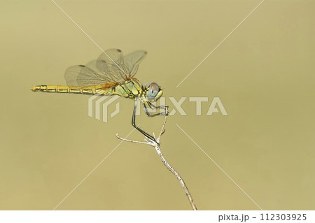 Closeup on a colorful female Red-veined darter, Sympetrum fonscolombii, on a plant against lightbrown blurred background 112303925