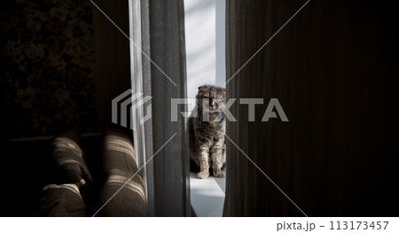 Funny grey cat is sitting on near window 113173457