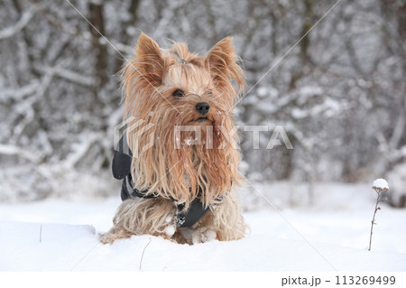 Yorkshire terrier in winter 113269499