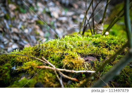 A tree trunk with moss on it and a sky background 113497879