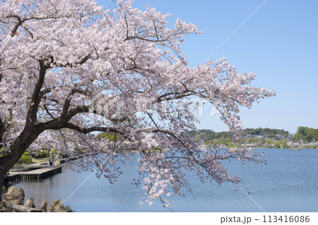 水戸市の桜と千波湖 113416086