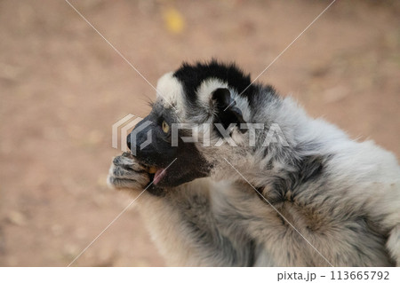 Verreaux's white sifaka with dark head Madagascar island fauna. 113665792