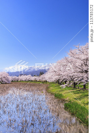 桜満開の高田城址公園 113785172