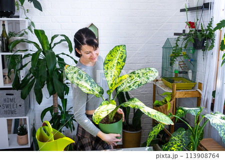 Repotting and caring home plant dieffenbachia Banana into new pot in home interior. Woman breeds and grows plants as a hobby, holds Varietal diffenbachia with large spotted leaves, large size 113908764