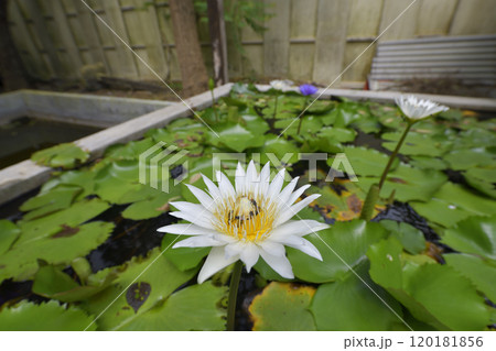 white lotus in pool 120181856