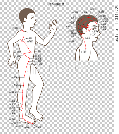 鍼灸の経穴、足の少陽胆経、ツボのイラスト 120343229