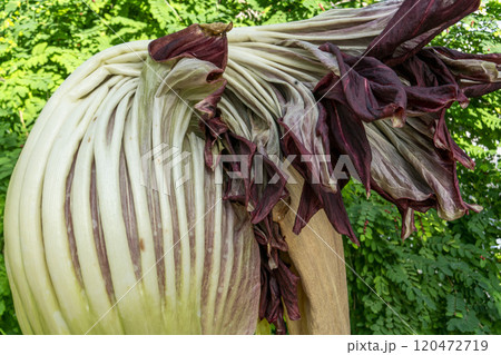 世界最大の花をつけるショクダイオオコンニャクの仏炎苞 120472719