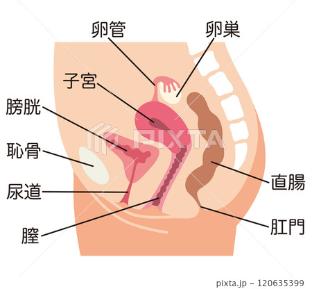 子宮　女性生殖器の断面図　婦人病　医療 120635399