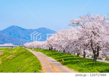 大河津分水桜並木 120717866