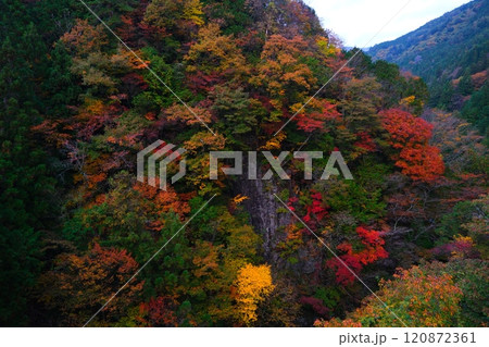 付知峡の紅葉 120872361