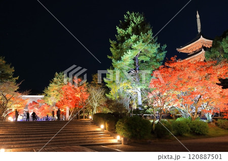 【京都府】仁和寺紅葉雲海ライトアップ（五重塔と金堂） 120887501