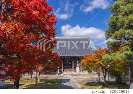 秋の京都　妙顯寺（妙顕寺）　大本堂へ向かう紅葉に包まれた参道 120969015