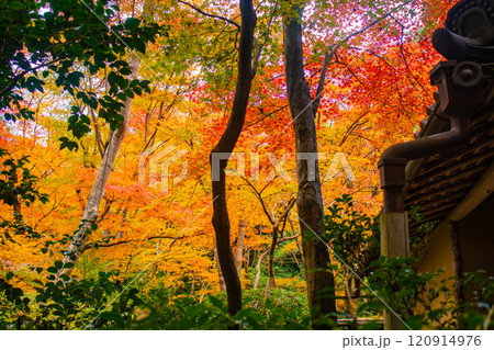 【京都風景】祇王寺　背の高い紅葉に心静かな秋 120914976