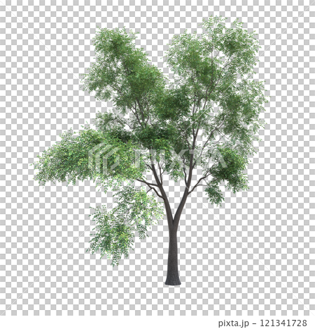 big tree, isolate on a transparent background, 3d illustration 121341728