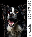 A tired dog lies on a white background, yawning widely. The scene conveys calm and serenity. 121457160