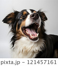 A tired dog lies on a white background, yawning widely. The scene conveys calm and serenity. 121457161