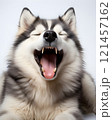 A tired dog lies on a white background, yawning widely. The scene conveys calm and serenity. 121457162