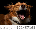 A tired dog lies on a white background, yawning widely. The scene conveys calm and serenity. 121457163