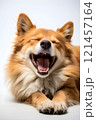 A tired dog lies on a white background, yawning widely. The scene conveys calm and serenity. 121457164