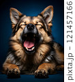 A tired dog lies on a white background, yawning widely. The scene conveys calm and serenity. 121457166