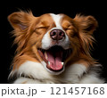 A tired dog lies on a white background, yawning widely. The scene conveys calm and serenity. 121457168