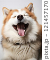 A tired dog lies on a white background, yawning widely. The scene conveys calm and serenity. 121457170