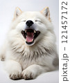 A tired dog lies on a white background, yawning widely. The scene conveys calm and serenity. 121457172