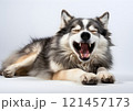 A tired dog lies on a white background, yawning widely. The scene conveys calm and serenity. 121457173