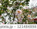 Beautiful camellia flower on tree. The Expo 70 Commemorative Park, Osaka, Japan 121484898