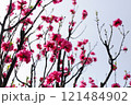 Branches of sakura flowers, cherry blossom 121484902